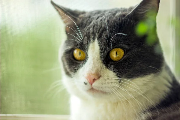 Nahaufnahme Einer Großen Grauen Katze Mit Gelben Augen Die Auf — Stockfoto