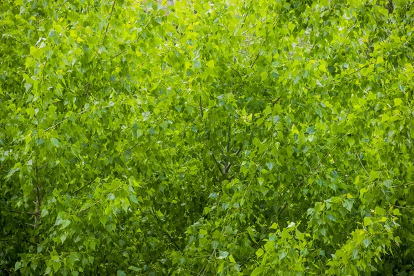 Textured Background Green Leaves Black Poplar Tree — Stock fotografie