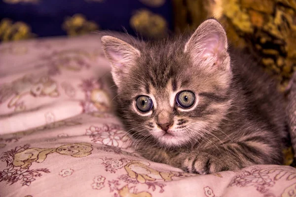 Zbliżenie Uroczy Mały Szary Kotek Portret — Zdjęcie stockowe
