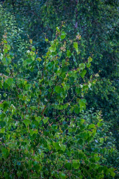 Green Aspen Leaves Blurry Background — Stock fotografie