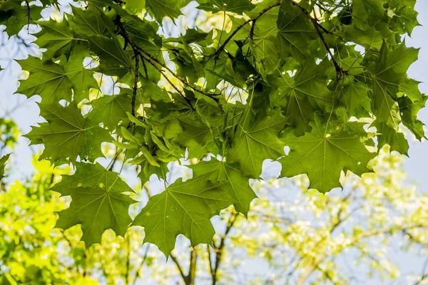 Primo Piano Acero Verde Foglie Sfondo Strutturato — Foto Stock