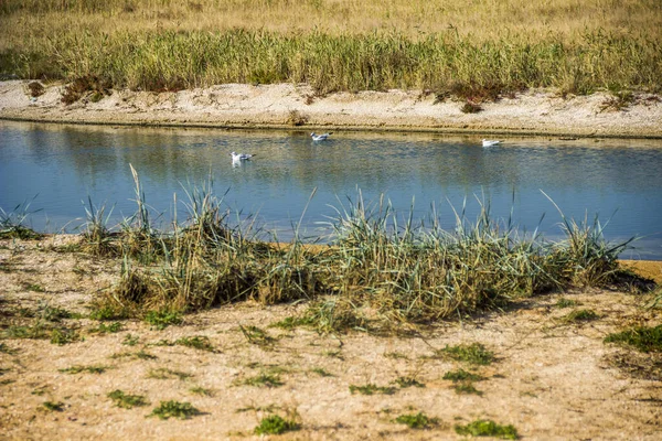 Una Laguna Salada Poco Profunda Cerca Del Mar Saliva Árabe — Foto de Stock