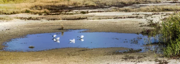 Ukrayna 'nın Azov Denizi' ne Arapların tükürdüğü deniz kenarında sığ, tuzlu bir göl.