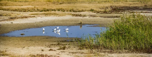 Ukrayna 'nın Azov Denizi' ne Arapların tükürdüğü deniz kenarında sığ, tuzlu bir göl.