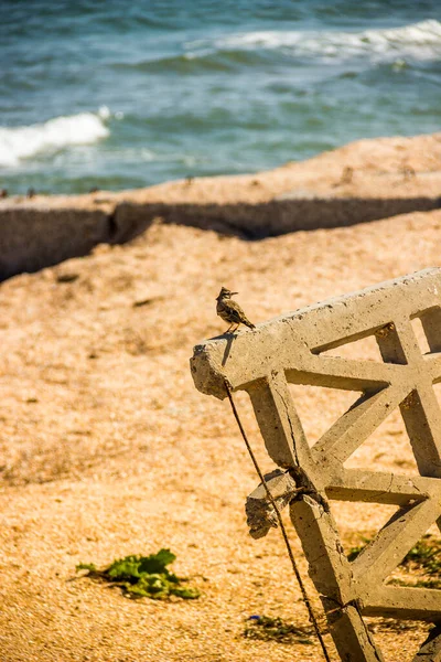 Pássaro Cotovia Alauda Sentado Cerca Concreto Danos Praia Mar Selvagem — Fotografia de Stock