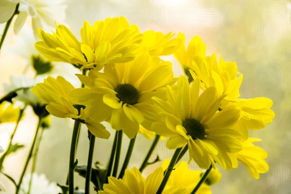 黄色の菊の花のクローズアップ — ストック写真