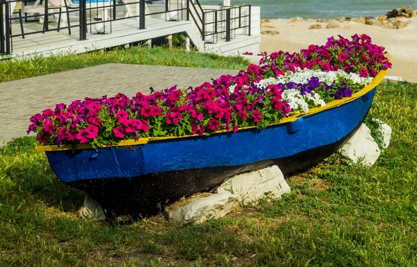 Primer Plano Una Petunia Floreciente Muchos Barco Viejo Playa Del — Foto de Stock