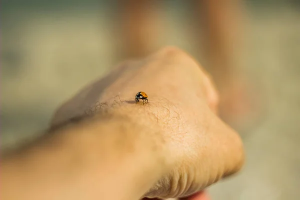 Erkek Eli Üzerinde Sürünen Uğur Böceğinin Yakın Çekimi — Stok fotoğraf