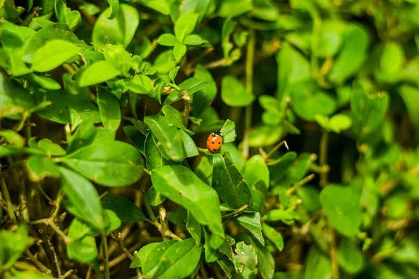 緑の茂みの葉に這うテントウムシのクローズアップ — ストック写真