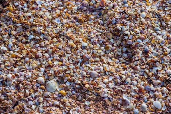 Pieces Damaged Shells Gastropods Bivalve Molluscs Shore Azov Sea Ukraine — Stok Foto