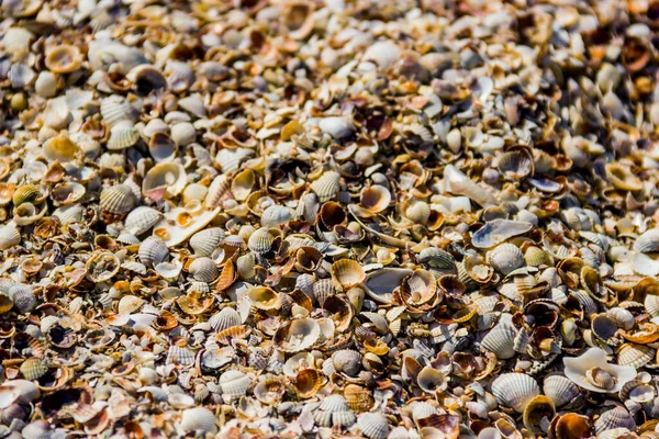 Shells Gastropods Bivalve Molluscs Shore Azov Sea Ukraine — Stok Foto