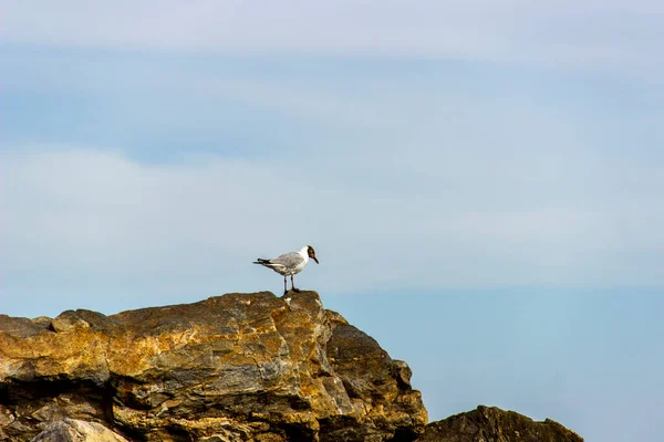 Goéland Bec Mince Chroicocephalus Genei Sur Grande Pierre Mer Azov — Photo