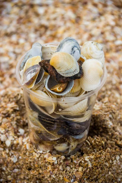 Close Many Seashells Azov Sea Plastic Glass Sea Beach — Stok Foto