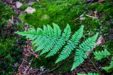 Ormandaki eğreltiotu yaprağının yakın çekimi.
