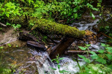 Orman nehri, Skole Beskids Ulusal Doğa Parkı, Lviv Bölgesi, Ukrayna