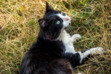 Çimlerin üzerinde siyah bir sokak kedisine yakın çekim