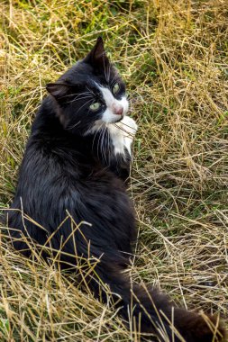 Çimlerin üzerinde siyah bir sokak kedisine yakın çekim