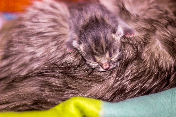 close-up of a cute sleeping small kitty the mother cat