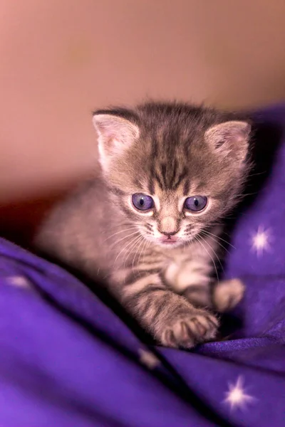 Close Cute Small Grey Kitty Portrait — Stock Photo, Image