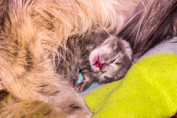 Close Cute Sleeping Small Kitty Mother Cat — Stock Photo, Image