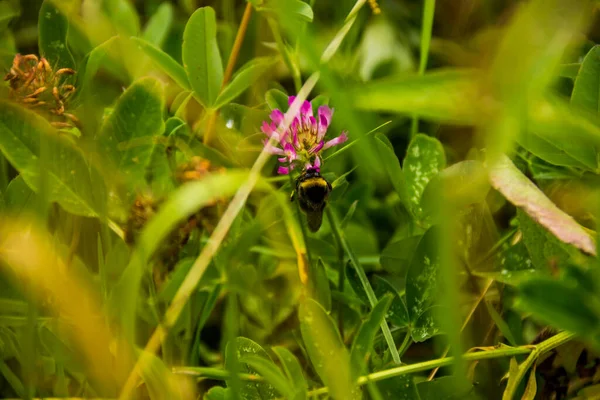 Close Bumble Bee Pink Flower Red Clover Trifolium Pratense Meadow — ストック写真