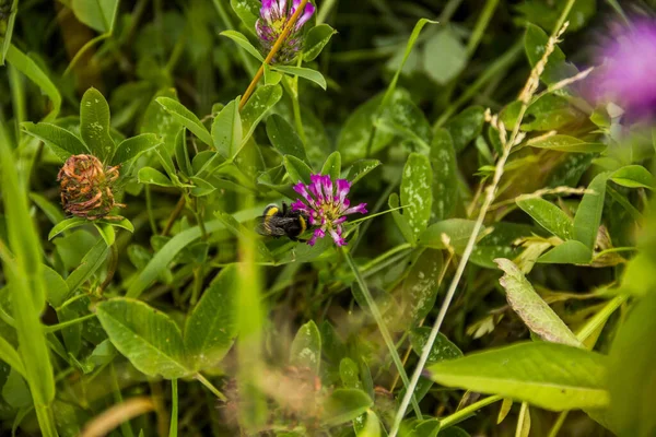 Close Bumble Bee Pink Flower Red Clover Trifolium Pratense Meadow — Stockfoto