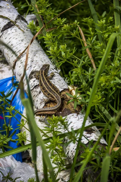 Nahaufnahme Einer Schwangeren Zauneidechse Der Natur — Stockfoto