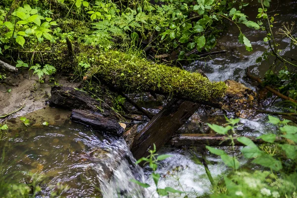 Orman nehri, Skole Beskids Ulusal Doğa Parkı, Lviv Bölgesi, Ukrayna