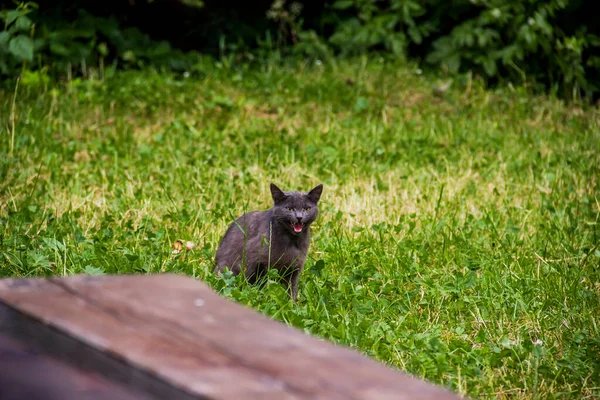 Close Grey Stray Cat Grass — Φωτογραφία Αρχείου