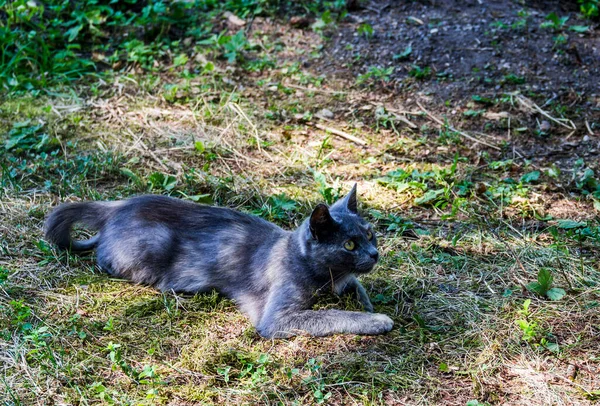Close Grey Stray Cat Grass — Fotografia de Stock