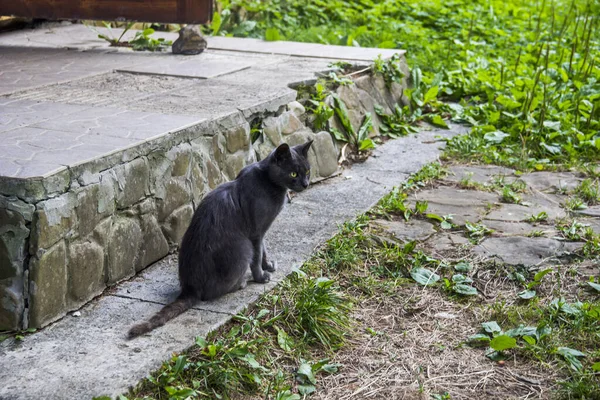 Gray Stray Cat Sits Front Threshold House — Fotografia de Stock