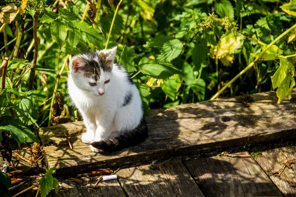 Small White Stray Cat Sitting Wooden Bridge — Stock Photo, Image