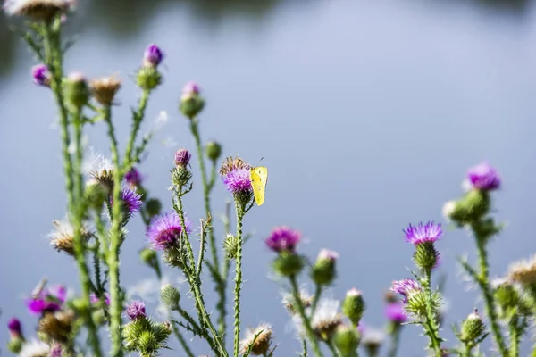 Close Yellow Butterfy Curled Thistle Carduus Crispus Flowering Plant Meadow — Stockfoto