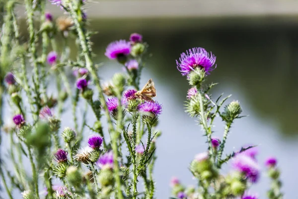 Nahaufnahme Eines Gelben Schmetterlings Auf Einer Gerollten Distel Carduus Crispus — Stockfoto