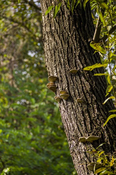 Detail Kmene Stromu Pokrytého Parazitickými Houbami Lese — Stock fotografie