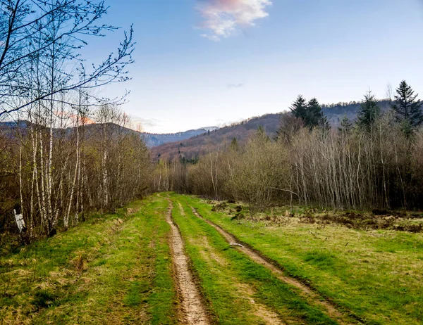 Forest Road Landscape Carpathian Mountains Peak Parashka Mount Background Skole — Stockfoto