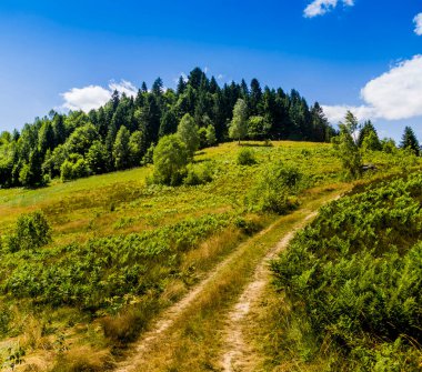 Ukrayna Karpatlar 'daki Ladin Ormanı yakınlarındaki çayırlarda Skole Beskids Ulusal Doğa Parkı, Ukrayna' nın Lviv Bölgesi