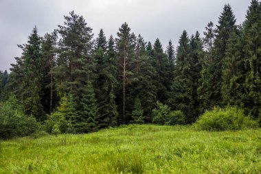 Ukrayna Karpatları 'nın yol kenarındaki ormanın kenarındaki uzun ladin ağaçları.