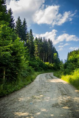 Ukrayna Karpatlar 'daki Ladin Ormanı' ndan geçen bir yol, Skole Beskids Ulusal Doğa Parkı, Ukrayna 'nın Lviv Bölgesi