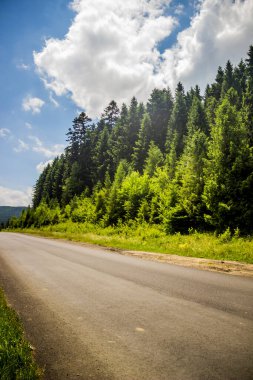 Ukrayna Karpatları 'nın yol kenarındaki ormanın kenarındaki uzun ladin ağaçları.
