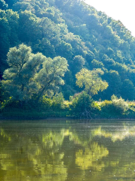 Dnister nehrinin dik kayalık kıyısındaki ağaçlar, Ulusal Doğa Parkı Dnister Kanyonu, Ukrayna Ternopil Bölgesi