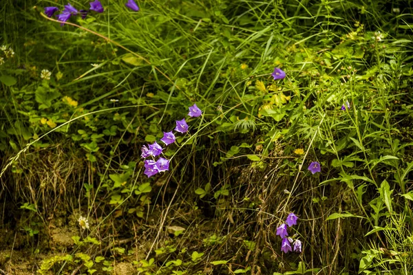 草原に咲くブルーベル カンパヌラ パトゥラ のクローズアップ — ストック写真