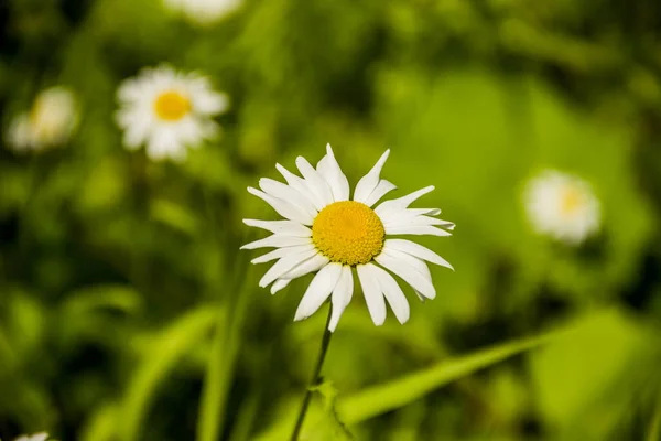 Close Head White Camomile Blossoming Meadow — Stock Photo, Image