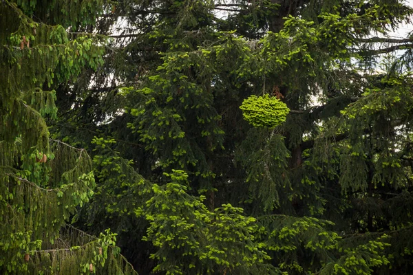 Yeşil Ladin Pençelerinin Doğal Arkaplanının Yakın Çekimi — Stok fotoğraf