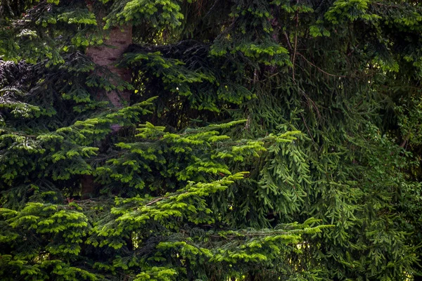 Close Green Spruce Paws Natural Background — Stock Photo, Image