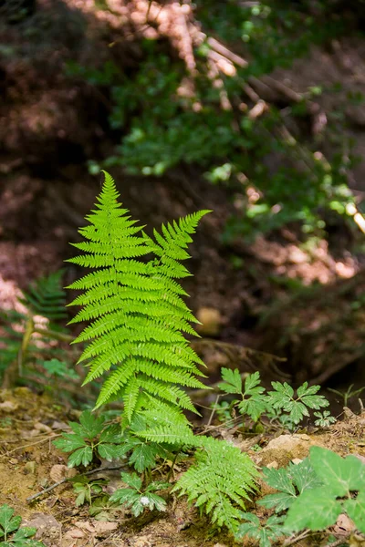 Close Fern Leaves Forest — Stockfoto