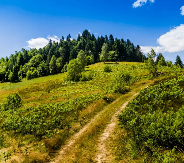Ukrayna Karpatlar 'daki Ladin Ormanı yakınlarındaki çayırlarda Skole Beskids Ulusal Doğa Parkı, Ukrayna' nın Lviv Bölgesi