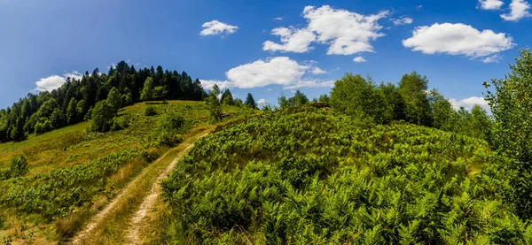 Sentier Dans Prairie Près Forêt Épinettes Dans Les Carpates Ukrainiennes — Photo