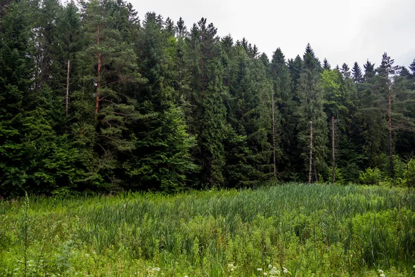 Tall Spruce Trees Edge Forest Ukrainian Carpathians — Stock Photo, Image