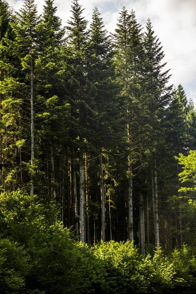 Grands Épinettes Lisière Forêt Dans Les Carpates Ukrainiennes — Photo